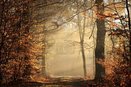 Téléchargez les photos : Path through the forest on a foggy January morning. - en image libre de droit