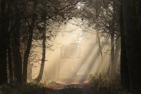Téléchargez les photos : A path through a fairytale autumn forest on a foggy morning in mid-November. - en image libre de droit