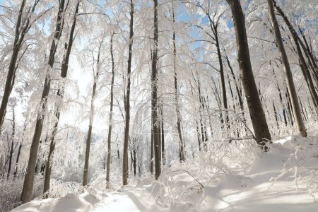 Téléchargez les photos : Winter beech forest covered with fresh snow, Poland. - en image libre de droit