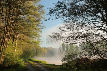 Téléchargez les photos : Chemin de terre sur le bord d'un étang par un jour de printemps brumeux pendant le lever du soleil, Pologne. - en image libre de droit
