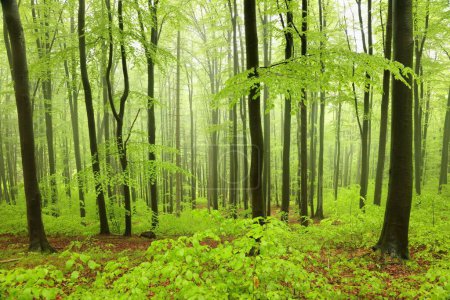 Téléchargez les photos : Hêtres dans la forêt de printemps sur une pente de montagne dans le brouillard, temps pluvieux
. - en image libre de droit