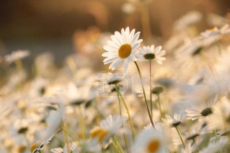 Photo for Daisies on a spring meadow in the early morning. - Royalty Free Image
