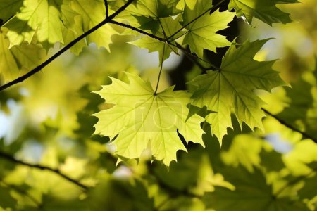 Téléchargez les photos : Gros plan des feuilles d'érable de printemps sur la branche de l'arbre - en image libre de droit