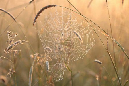 Téléchargez les photos : Toile d'araignée sur une prairie au lever du soleil - en image libre de droit
