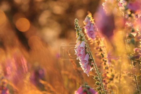 Téléchargez les photos : Gant pourpre - Digitalis purpurea au coucher du soleil, Pologne. - en image libre de droit