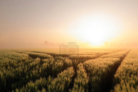 Téléchargez les photos : Paysage printanier, chemin de terre dans le champ de céréales au lever du soleil, Pologne - en image libre de droit
