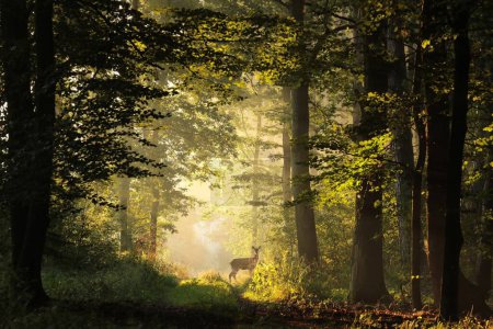 Téléchargez les photos : Cerfs sur un sentier forestier au lever du soleil au début de l'automne. - en image libre de droit