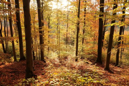Téléchargez les photos : Hêtraie d'automne au lever du soleil, Pologne. - en image libre de droit