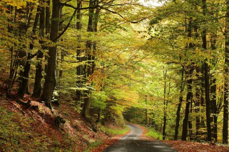 Téléchargez les photos : Un sentier forestier à travers la forêt de hêtres d'automne fin octobre. - en image libre de droit