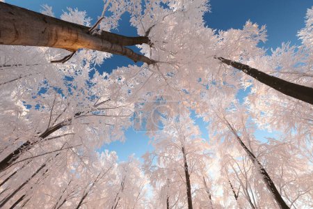 Téléchargez les photos : Beech trees against the blue sky on a winter morning. - en image libre de droit
