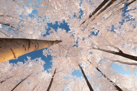 Téléchargez les photos : Beech trees against the blue sky on a winter morning. - en image libre de droit