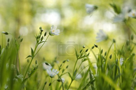 Photo for Rabelera - Stellaria holostea blooming in the forest. - Royalty Free Image