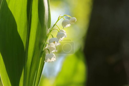 Photo for Lily of the valley in the forest - Royalty Free Image