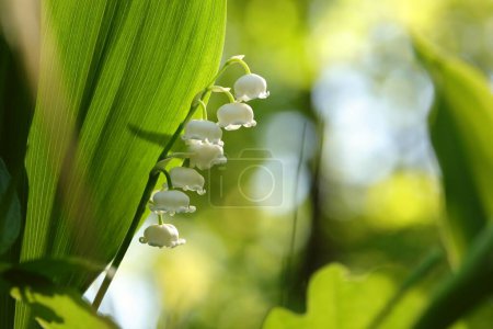 Photo for Lily of the valley in the forest - Royalty Free Image