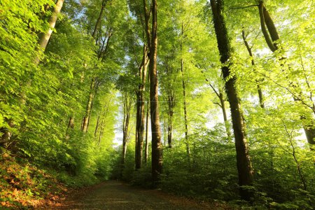 Téléchargez les photos : Sentier à travers la forêt de hêtres printaniers au lever du soleil, Pologne. - en image libre de droit