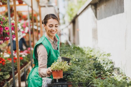 Téléchargez les photos : Woman entrepreneur taking care of potted herb plants in a greenhouse or garden center. - en image libre de droit