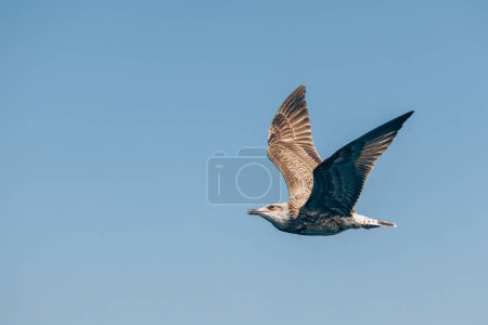 Photo for Seagull - Skuas flying under blue sky. - Royalty Free Image