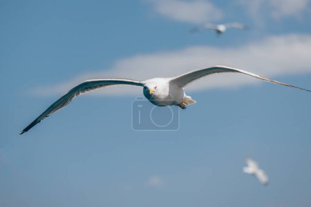 Photo for White Seagulls flying under blue sky. - Royalty Free Image