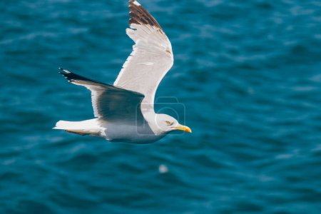 Photo for White Seagull flying over the sea. - Royalty Free Image