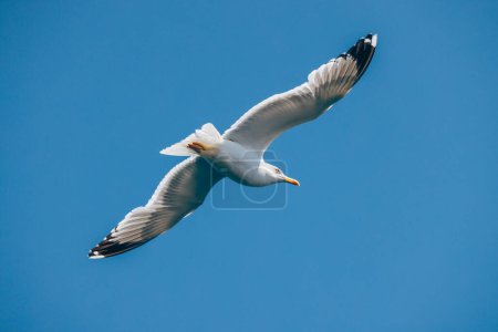 Foto de Gaviota Blanca volando bajo el cielo azul. - Imagen libre de derechos