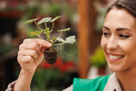 Téléchargez les photos : Femme entrepreneure souriante tenant une plante en croissance de Pelargonium dans une serre de fleurs. - en image libre de droit