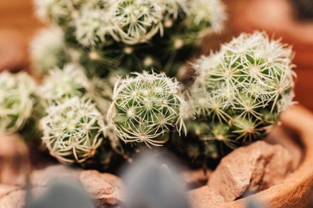 Foto de Primer plano de una plántula varietal de un cactus alargado Mammillaria. Las plantas en el centro de jardín. - Imagen libre de derechos