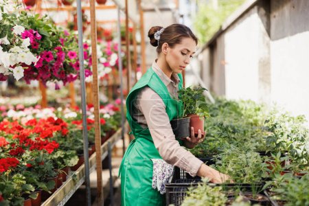 Téléchargez les photos : Femme entrepreneur vérifier les herbes et prendre soin des plantes en pot dans un centre de jardin. - en image libre de droit