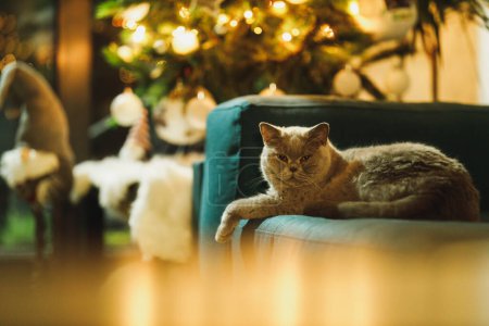 Téléchargez les photos : Mignon gris britannique shorthair chat est couché sur le canapé près de l'arbre de Noël avec des lumières pendant les vacances à la maison. - en image libre de droit