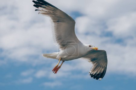 Foto de Gaviota Blanca volando bajo el cielo. - Imagen libre de derechos