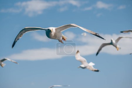 Foto de Una bandada de gaviotas blancas volando bajo el cielo. - Imagen libre de derechos