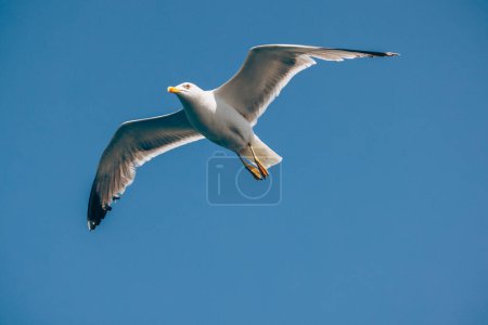 Photo for White Seagull flying under blue sky. - Royalty Free Image
