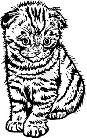Foto de Scottish Fold Cat, Cute Kitten - Gatito alegre aislado en blanco - ilustración de stock vectorial - Imagen libre de derechos