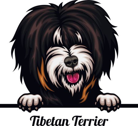 Foto de Terrier tibetano - Color Peeking Dogs - raza cabeza de la cara aislada en blanco - vector de stock - Imagen libre de derechos