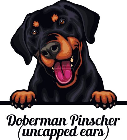 Téléchargez les illustrations : Doberman Pinscher - Color Peeking Dogs - tête du visage de race isolée sur blanc - stock vectoriel - en licence libre de droit