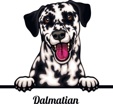 Foto de Dalmacia - Color Peeking Dogs - raza cabeza de la cara aislada en blanco - vector de stock - Imagen libre de derechos
