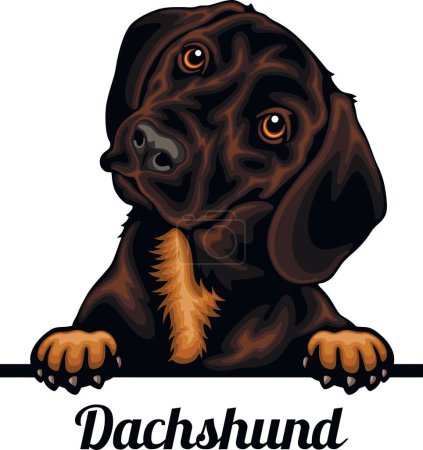 Foto de Dachshund - Color Peeking Dogs - raza cara cabeza aislada en blanco - vector de stock - Imagen libre de derechos