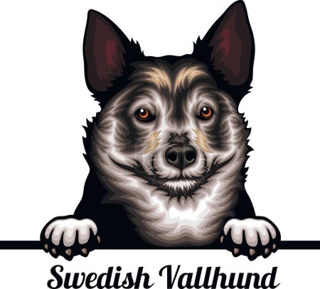 Foto de Sueco Vallhund - Color Peeking Dogs - raza cabeza de la cara aislada en blanco - vector de stock - Imagen libre de derechos