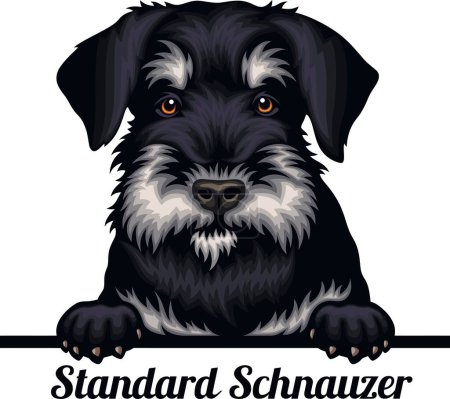 Foto de Standard Schnauzer - Color Peeking Dogs - raza cabeza de la cara aislada en blanco - vector de stock - Imagen libre de derechos