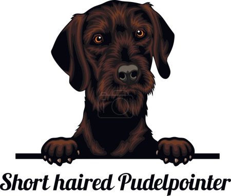 Foto de Pudelpointer de pelo corto - Color Peeking Dogs - raza cara cabeza aislada en blanco - vector de stock - Imagen libre de derechos