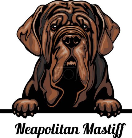 Illustration for Neapolitan Mastiff - Color Peeking Dogs - breed face head isolated on white - vector stock - Royalty Free Image