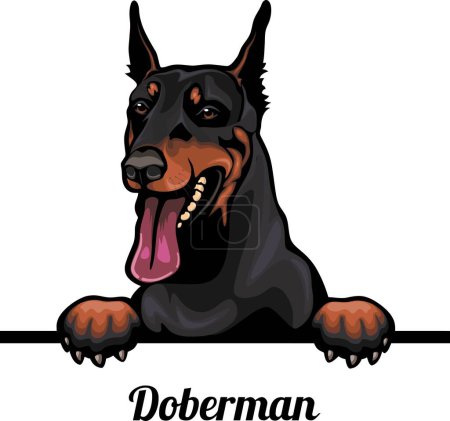 Foto de Doberman - Color Peeking Dogs - raza cara cabeza aislada en blanco - vector de stock - Imagen libre de derechos