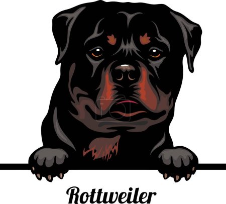Foto de Rottweiler - Color Peeking Dogs - raza cabeza de la cara aislada en blanco - vector de stock - Imagen libre de derechos