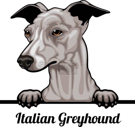 Foto de Galgo italiano - Color Peeking Dogs - raza cabeza de la cara aislada en blanco - vector de stock - Imagen libre de derechos