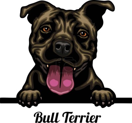 Foto de Bull Terrier - Color Peeking Dogs - raza cabeza de la cara aislada en blanco - vector de stock - Imagen libre de derechos