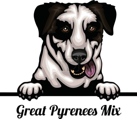 Foto de Grandes Pirineos - Color Peeking Dogs - raza cara cabeza aislada en blanco - vector de stock - Imagen libre de derechos