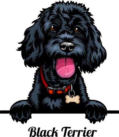 Foto de Black Terrier - Color Peeking Dogs - raza cabeza de la cara aislada en blanco - vector de stock - Imagen libre de derechos