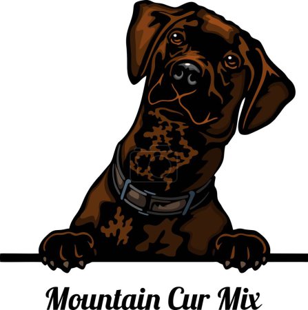 Illustration for Mountain Cur - Color Peeking Dogs - breed face head isolated on white - vector stock - Royalty Free Image