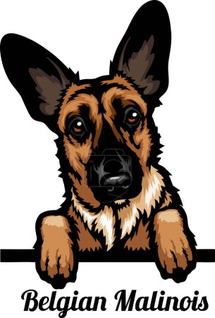 Foto de Belga Malcom - Color Peeking Dogs - raza cabeza de la cara aislada en blanco - vector de stock - Imagen libre de derechos