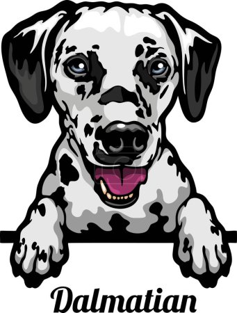 Foto de Dalmacia - Color Peeking Dogs - raza cabeza de la cara aislada en blanco - vector de stock - Imagen libre de derechos