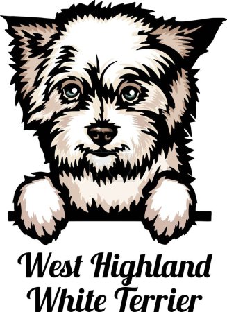 Foto de West Highland White Terrier - Color Peeking Dogs - raza cara cabeza aislada en blanco - vector de stock - Imagen libre de derechos